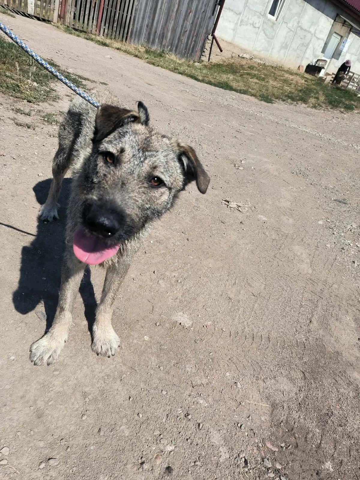 Janet – Zsanett, female young Mixed Breed for adoption at Liefde voor Honden
