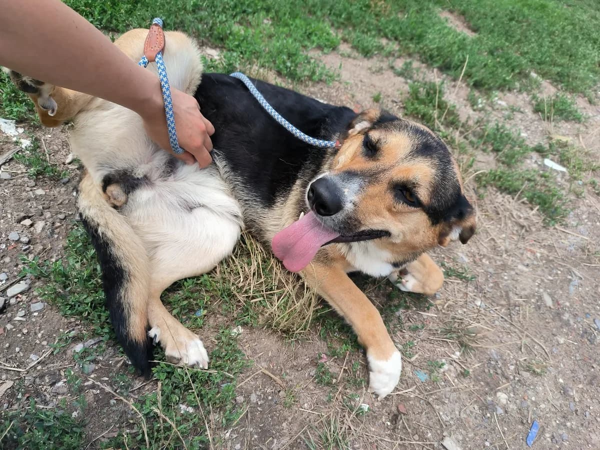Samantha, female young Mixed Breed for adoption at Liefde voor Honden