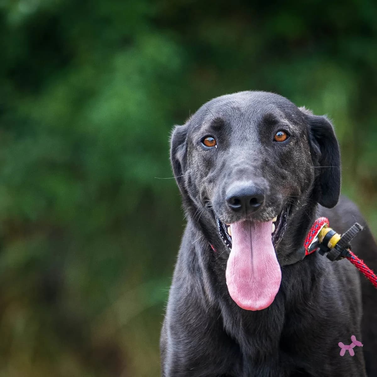 Shiva, female young Mixed Breed for adoption at Liefde voor Honden