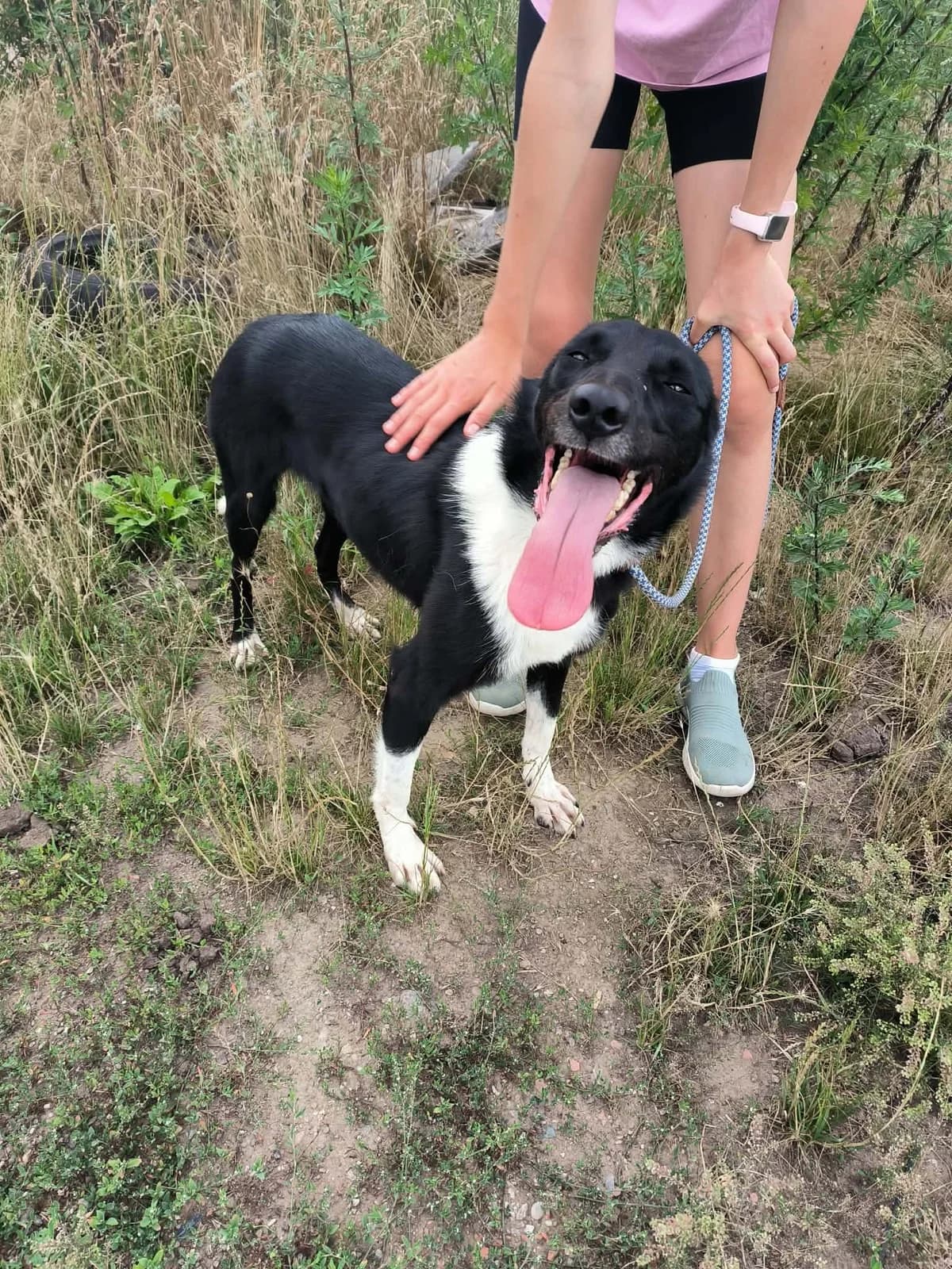 Luna, female young Mixed Breed for adoption at Liefde voor Honden