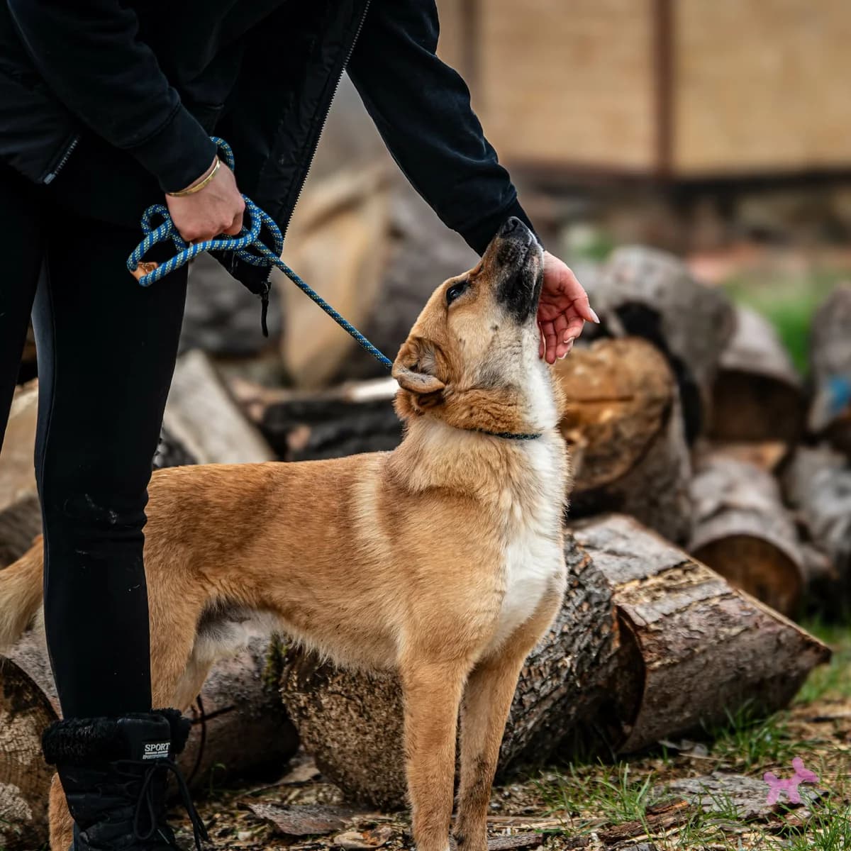 Roka, male young Mixed Breed for adoption at Liefde voor Honden