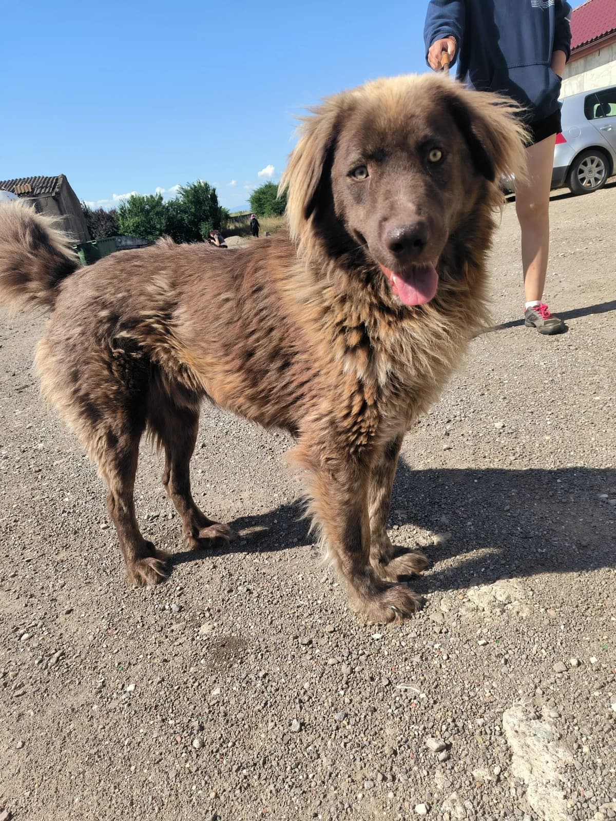 Louis, male young Mixed Breed for adoption at Liefde voor Honden