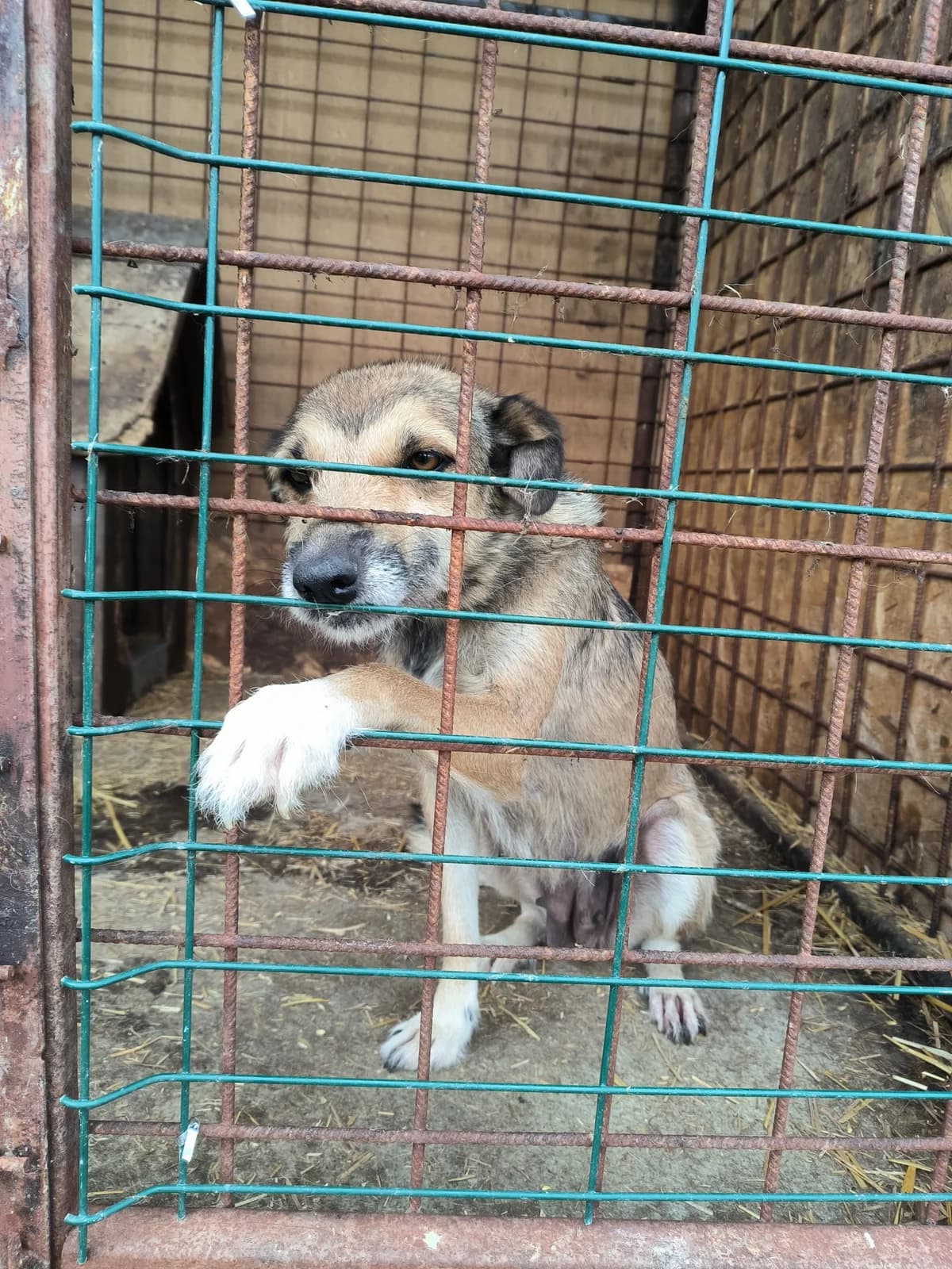 Angel, female young Mixed Breed for adoption at Liefde voor Honden