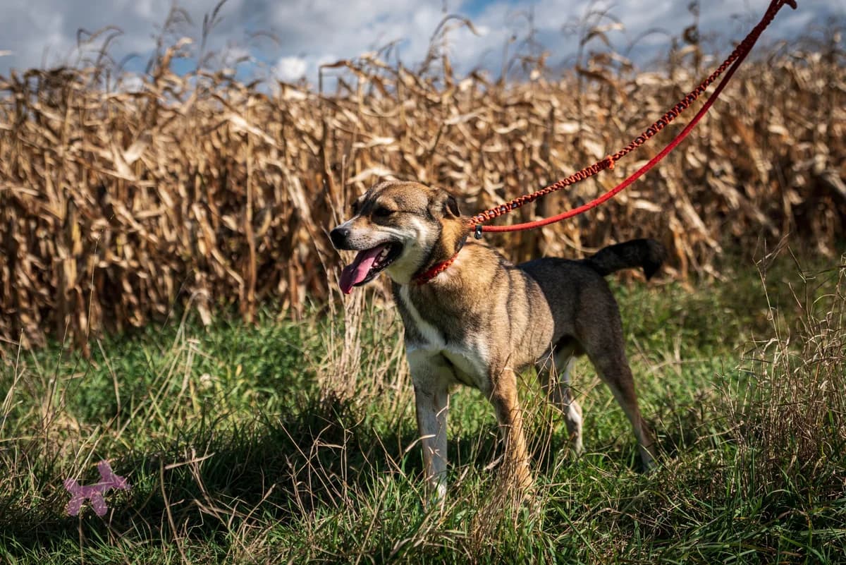 Bandi, male 6yo Mixed Breed for adoption at Liefde voor Honden