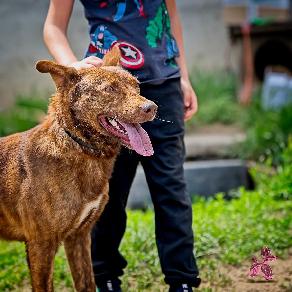 Bence, male young Mixed Breed for adoption at Liefde voor Honden