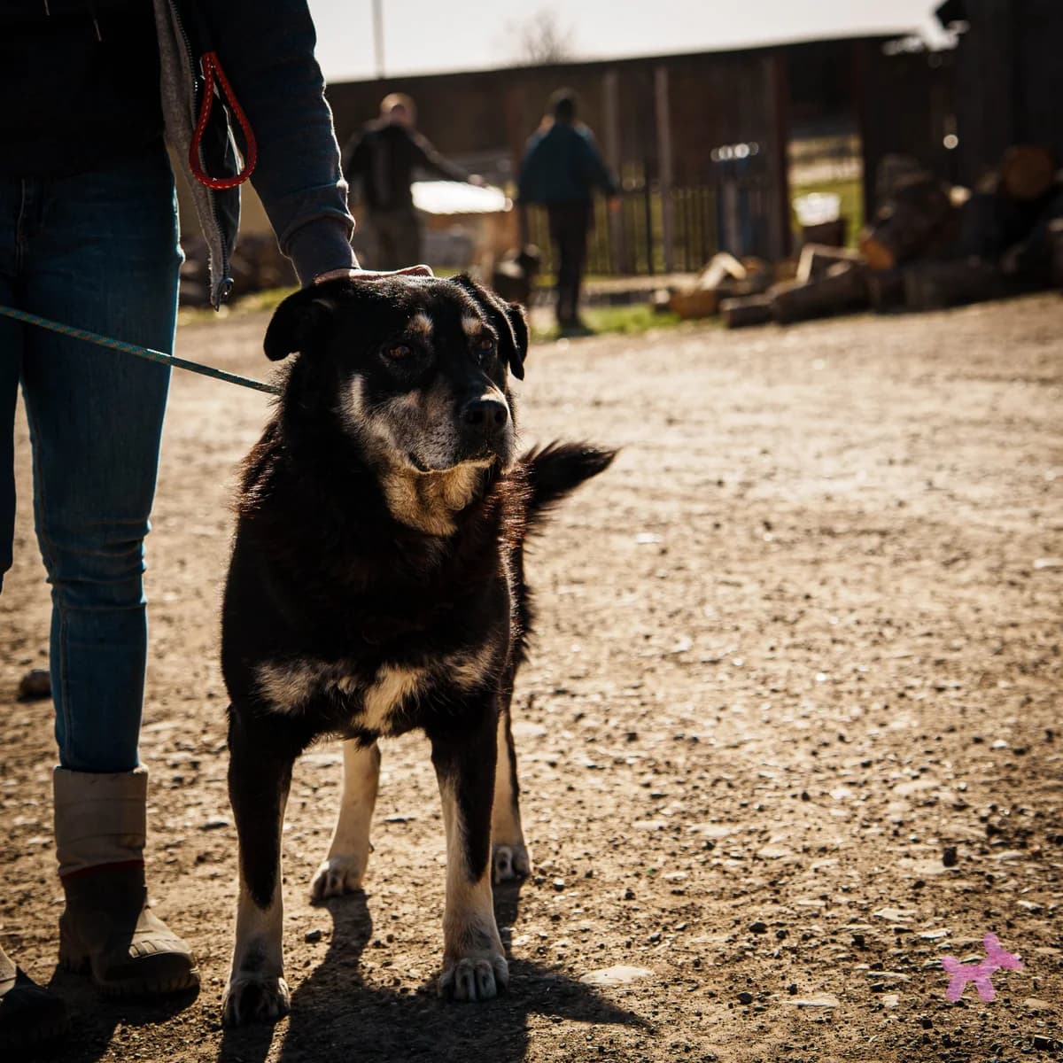 Apacs, male Mixed Breed for adoption at Liefde voor Honden