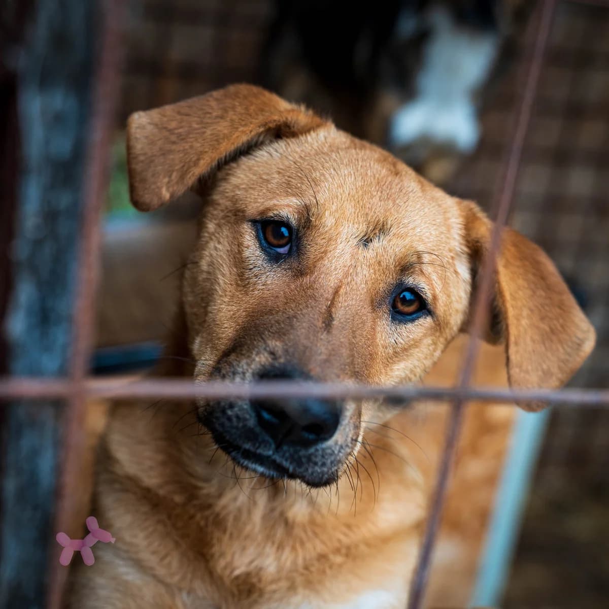 Matyi, male young Mixed Breed for adoption at Liefde voor Honden