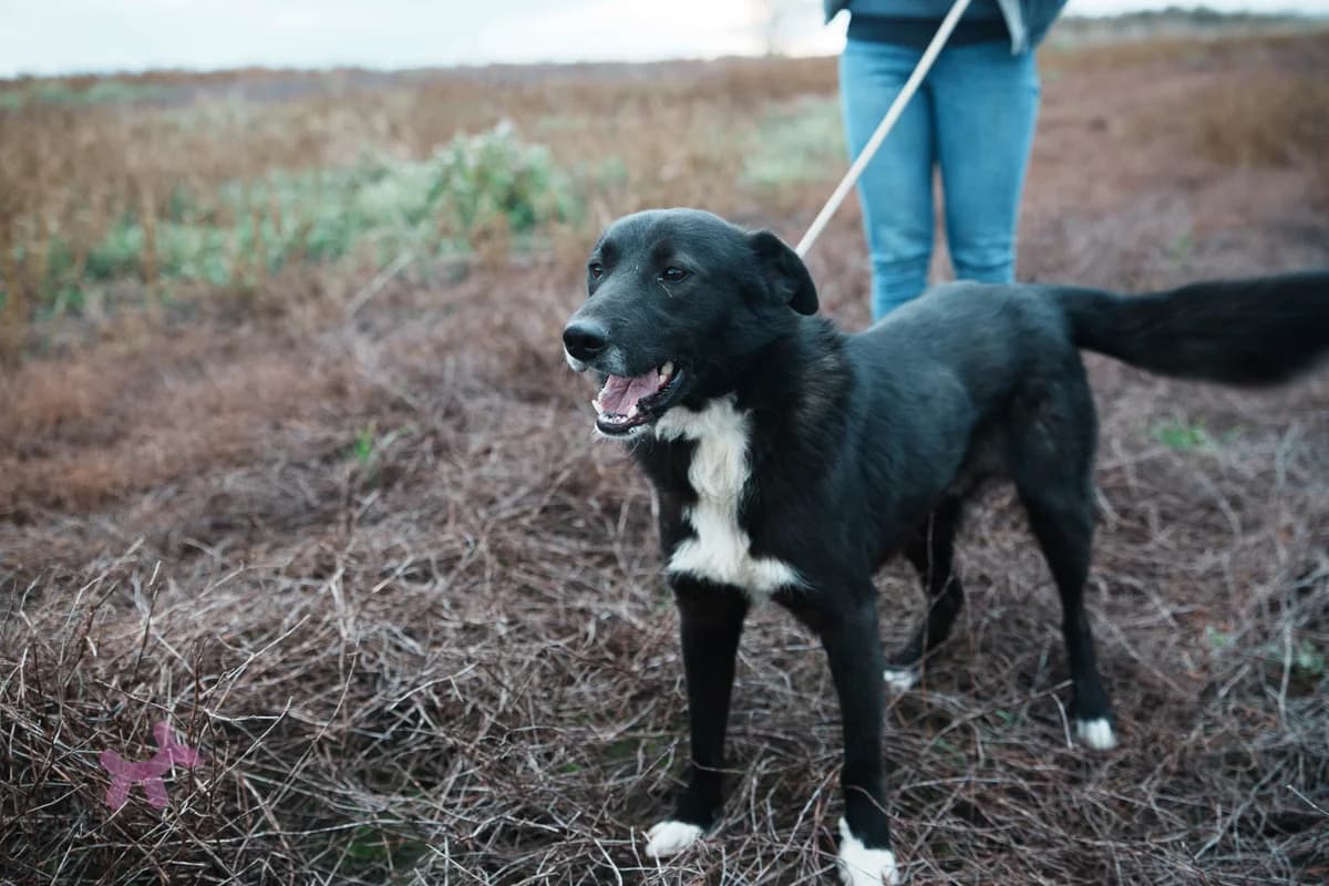 Kakao, male young Mixed Breed for adoption at Liefde voor Honden