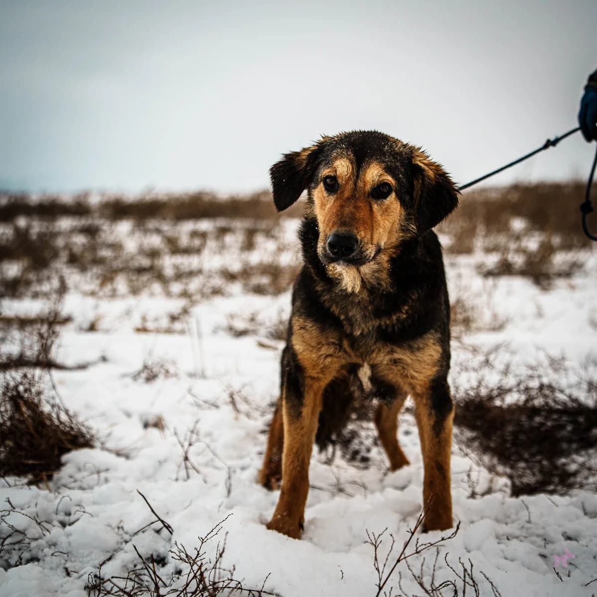 Csibesz, female young Mixed Breed for adoption at Liefde voor Honden