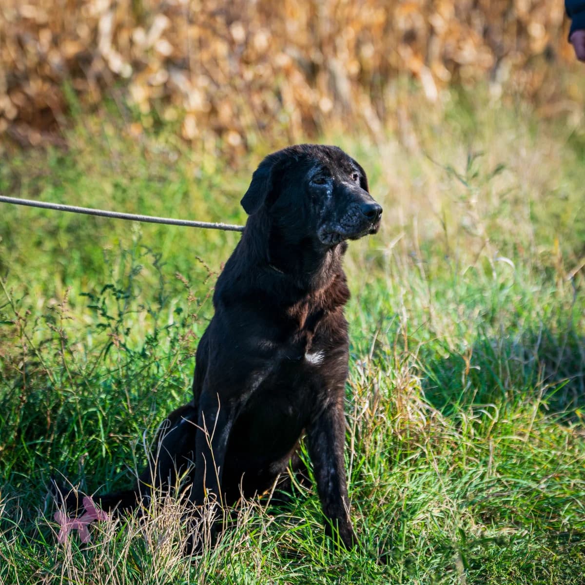 Shadow, female young Mixed Breed for adoption at Liefde voor Honden