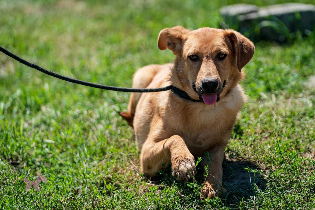 Tapi, male young Mixed Breed for adoption at Liefde voor Honden