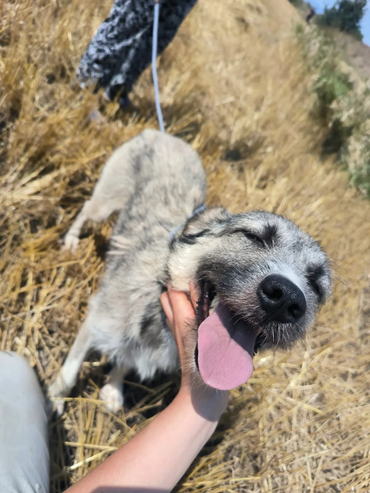 Kaia, female young Mixed Breed for adoption at Liefde voor Honden