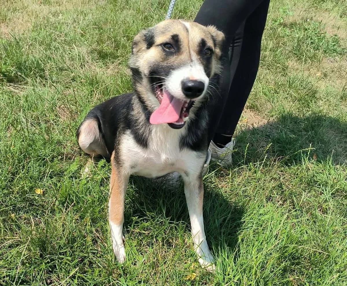 Yumi, female young Mixed Breed for adoption at Liefde voor Honden