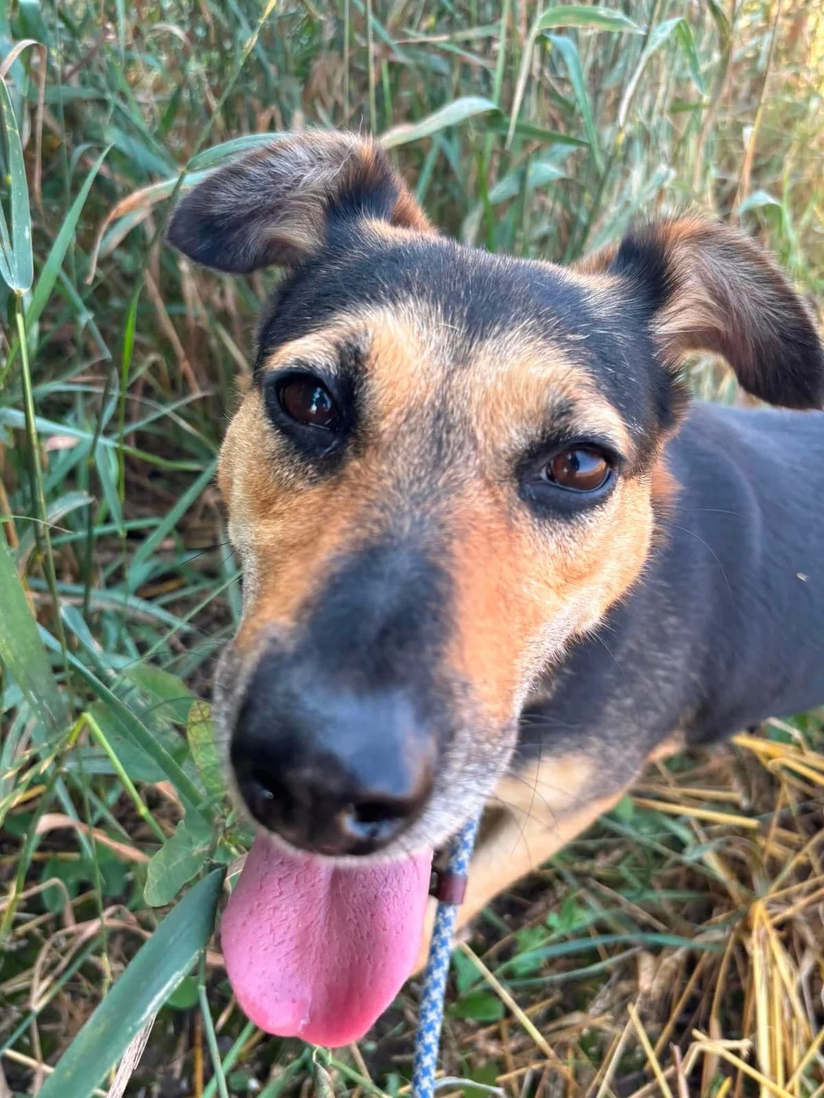 Daisy, female young Mixed Breed for adoption at Liefde voor Honden