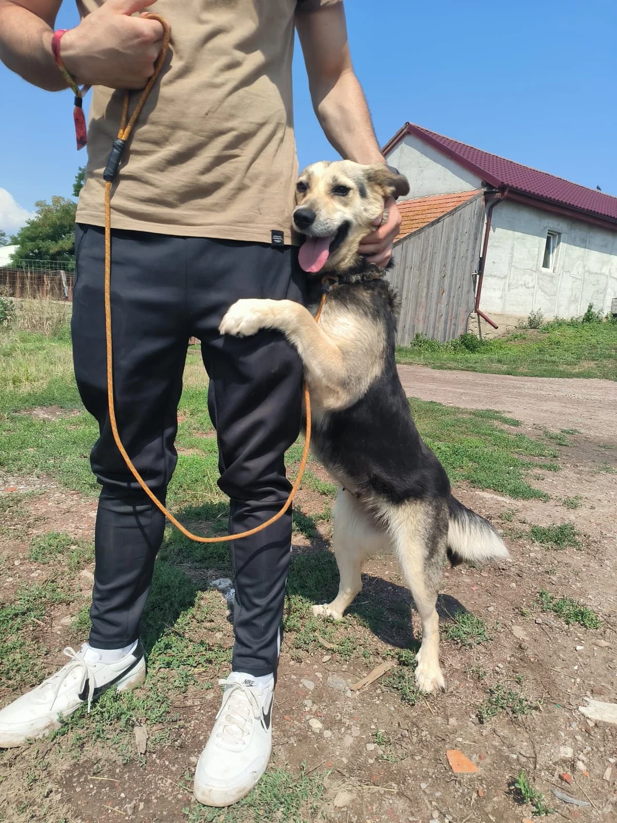 Viki, female young Mixed Breed for adoption at Liefde voor Honden