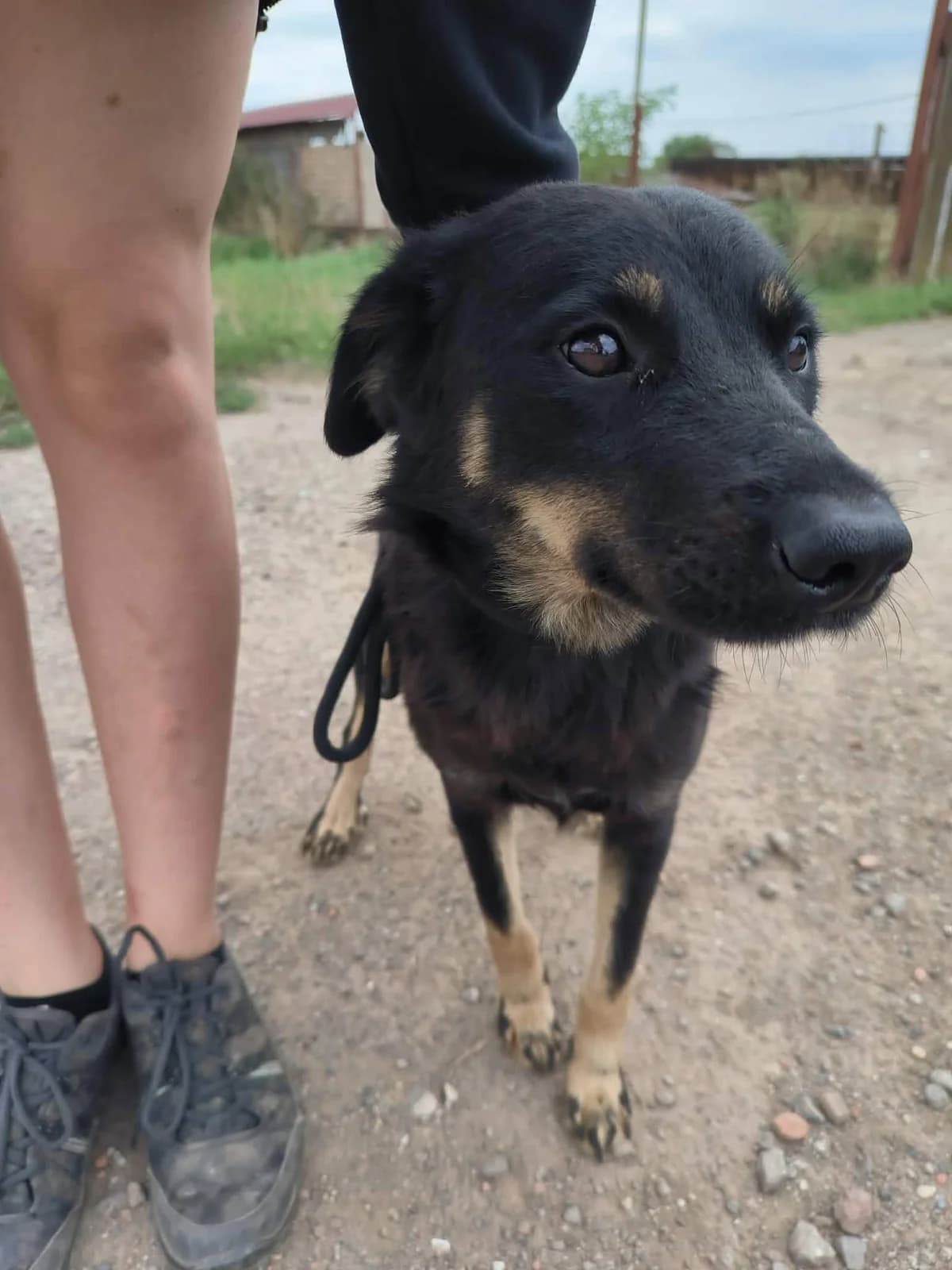 Gomby, female young Mixed Breed for adoption at Liefde voor Honden