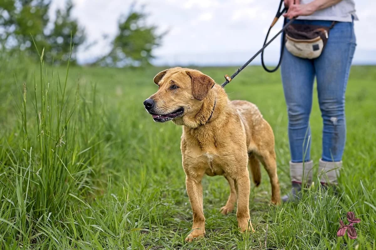 Jack, male young Mixed Breed for adoption at Liefde voor Honden