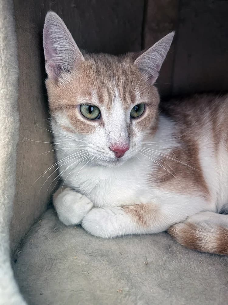Zeus, male young Mixed Breed for adoption at Stichting Little Tigers
