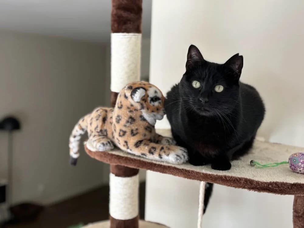 Soja, female 4yo Mixed Breed for adoption at Stichting Little Tigers