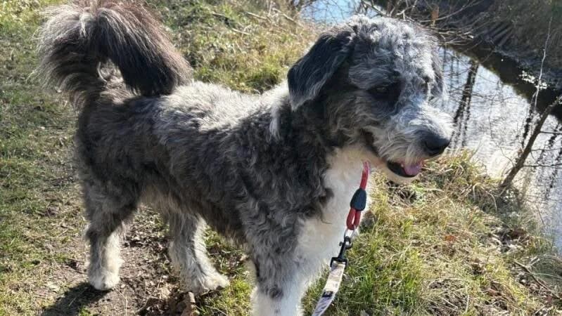 Bella, female young Mixed Breed for adoption at Stichting Lucky Dogs Rescue, Meppel (NL-wide)
