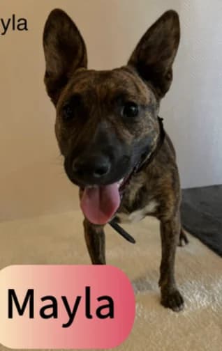 Layla-Mayla-Donya, female young Mixed Breed for adoption at Stichting Lucky Dogs Rescue, Meppel (NL-wide)