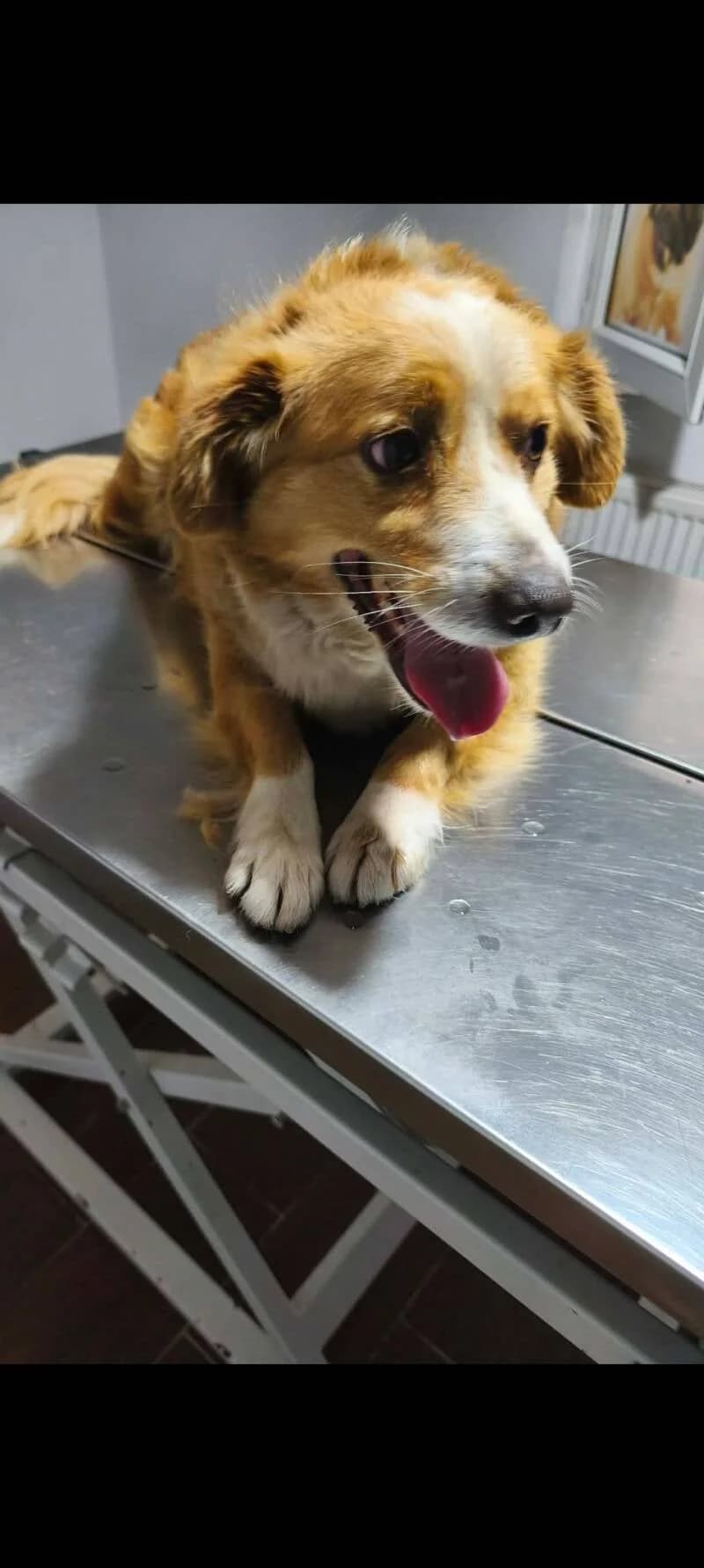 Sammy, male 5yo Mixed Breed for adoption at Stichting Lucky Dogs Rescue, Meppel (NL-wide)