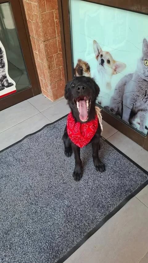 Asha, female puppy Mixed Breed for adoption at Stichting Lucky Dogs Rescue, Meppel (NL-wide)