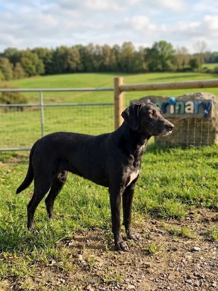 Honey, goud female 5yo Mixed Breed for adoption at Stichting Lucky Dogs Rescue, Meppel (NL-wide)