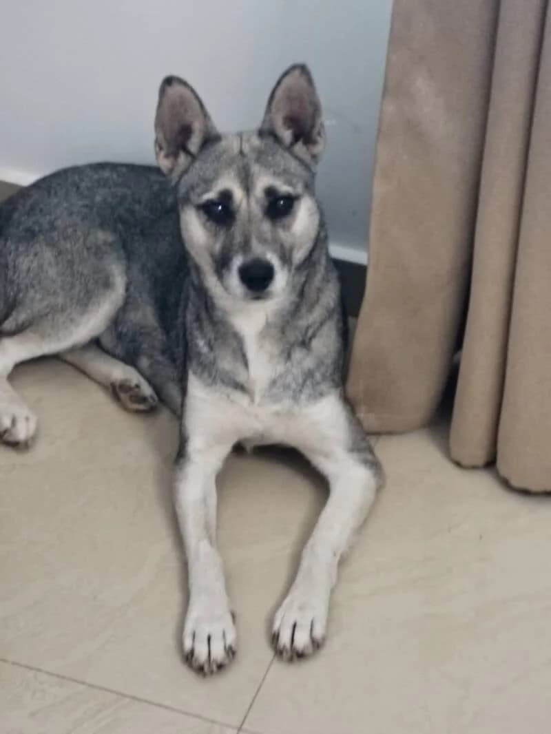 Juna, female 6yo Mixed Breed for adoption at Stichting Lucky Dogs Rescue, Meppel (NL-wide)