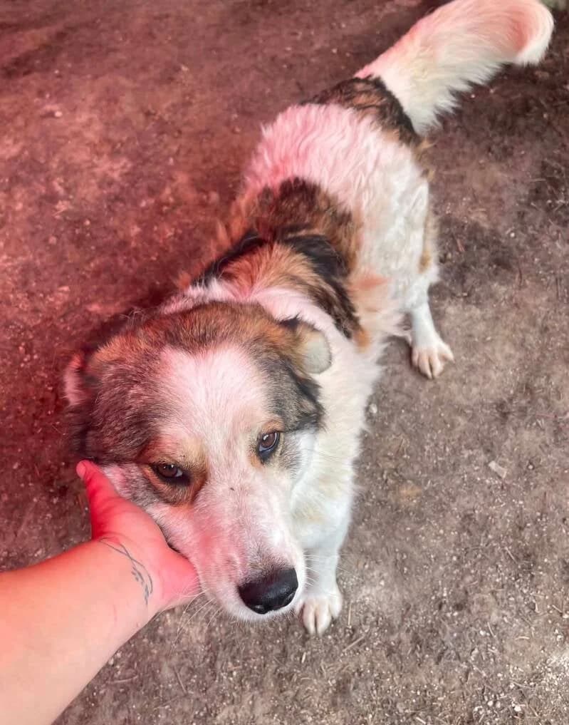Love, male 5yo Mixed Breed for adoption at Stichting Lucky Dogs Rescue, Meppel (NL-wide)