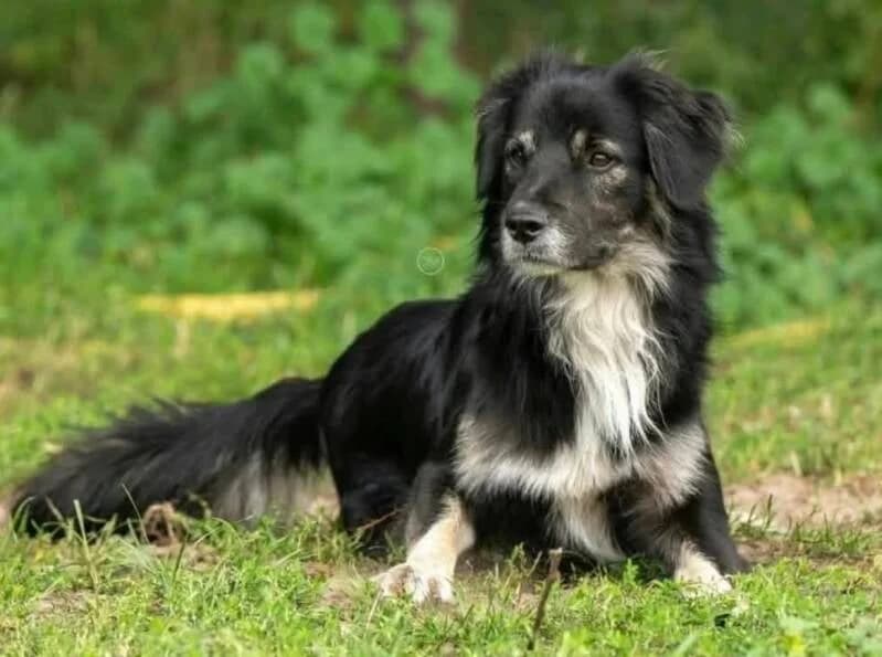Simon, goud male young Mixed Breed for adoption at Stichting Lucky Dogs Rescue, Meppel (NL-wide)