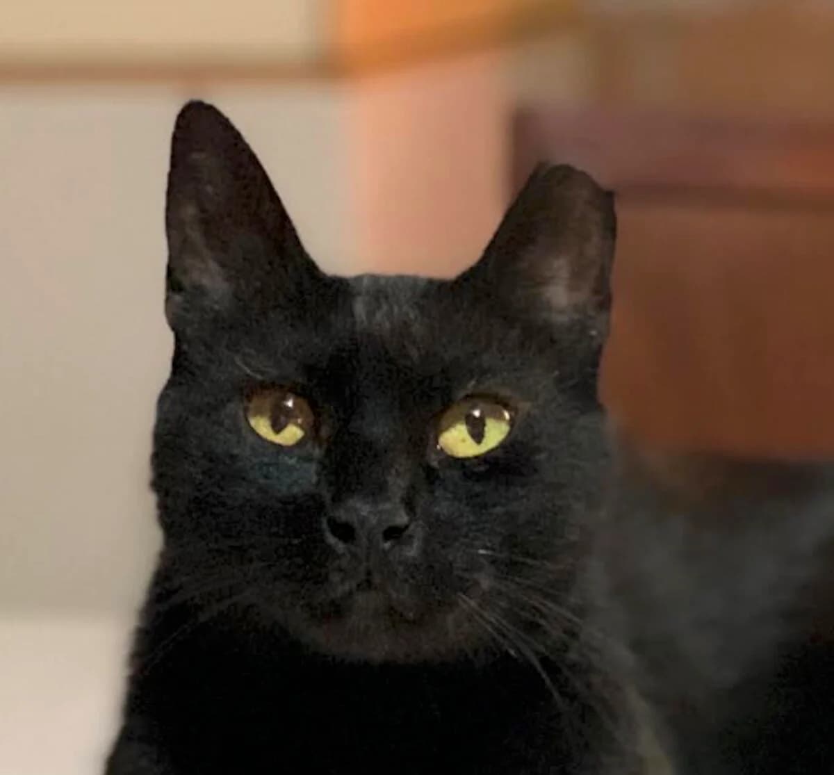 Alex, female 5yo Mixed Breed for adoption at Mirtos Animal Project