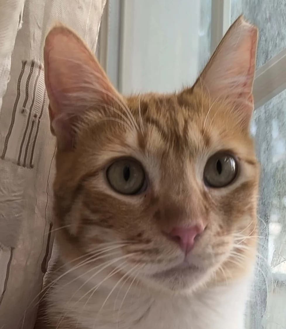 Aperol, male 3yo Mixed Breed for adoption at Mirtos Animal Project