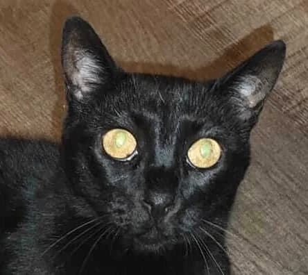 Babis, male 6yo Mixed Breed for adoption at Mirtos Animal Project