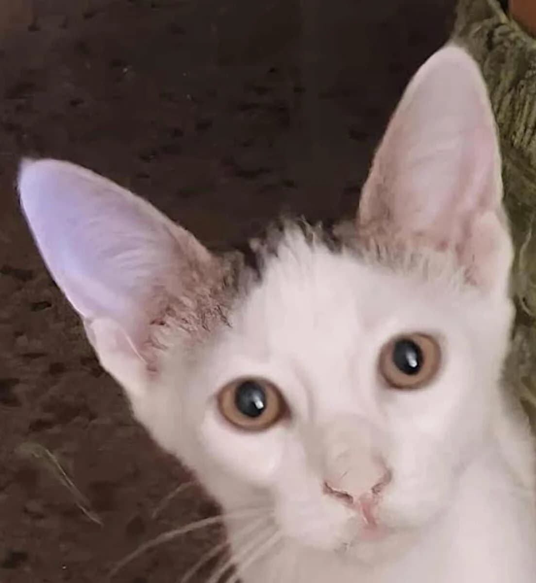 Baglamas, male young Mixed Breed for adoption at Mirtos Animal Project