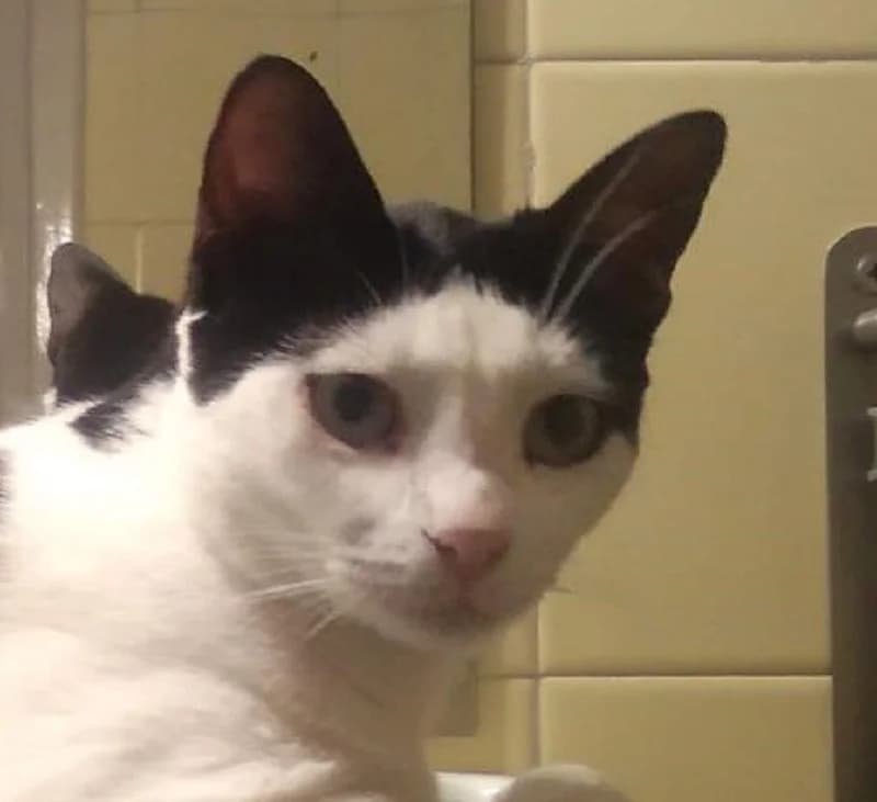 Beatle, female 3yo Mixed Breed for adoption at Mirtos Animal Project
