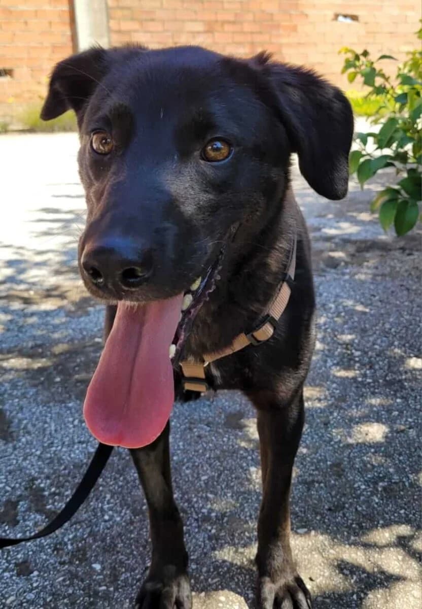 Billie, female 4yo Mixed Breed for adoption at Mirtos Animal Project