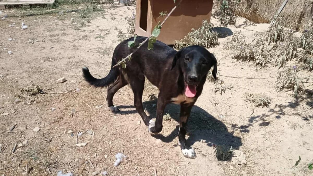 Bonny, female young Mixed Breed for adoption at Mirtos Animal Project