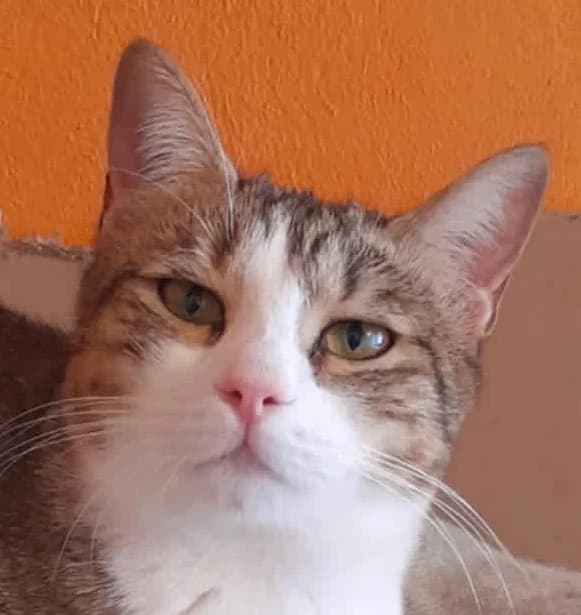 Brigitte, female young Mixed Breed for adoption at Mirtos Animal Project