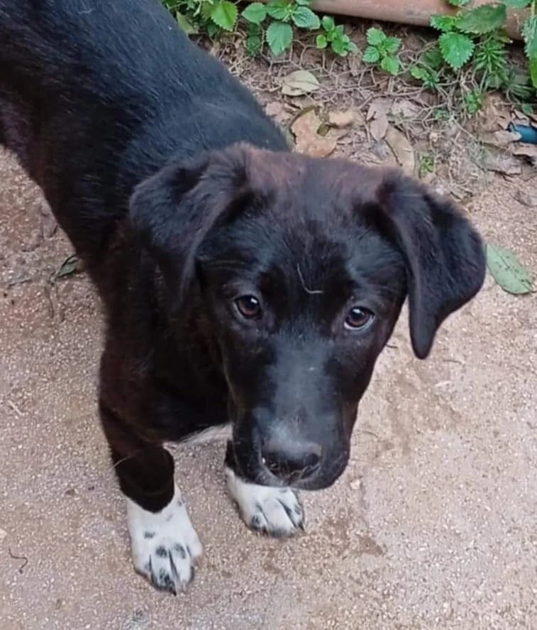 Charlie -1, female young Mixed Breed for adoption at Mirtos Animal Project