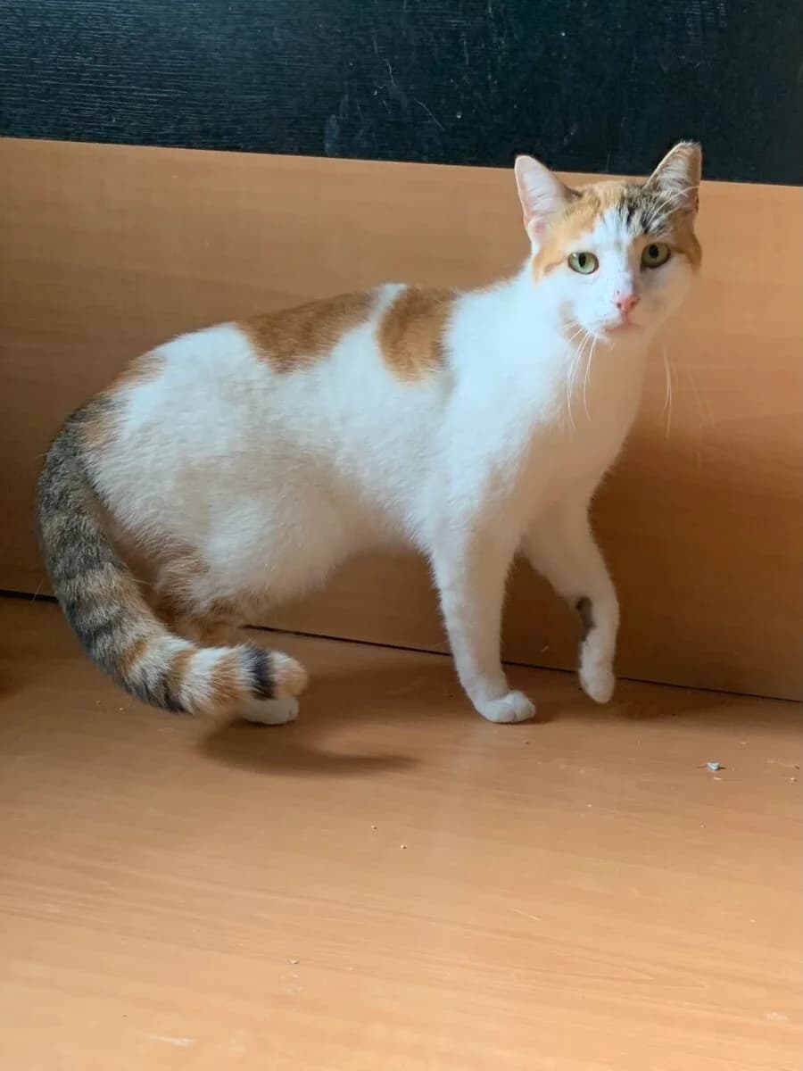 Charlote, female 4yo Mixed Breed for adoption at Mirtos Animal Project