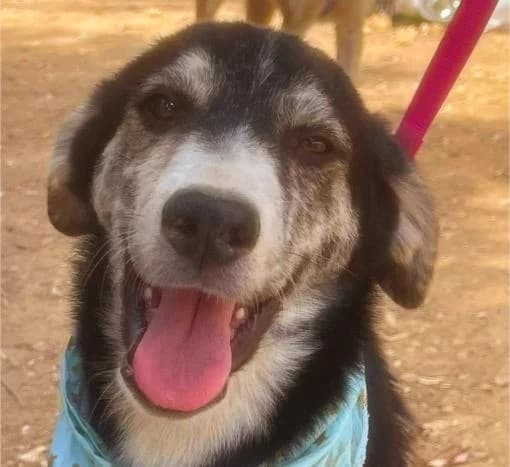Daffy, male young Mixed Breed for adoption at Mirtos Animal Project