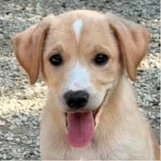 Daisy -1, female puppy Mixed Breed for adoption at Mirtos Animal Project