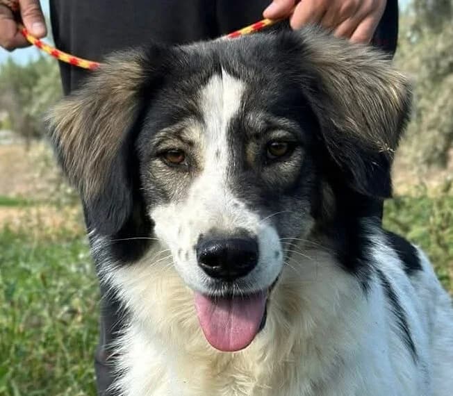 Daisy-1, female 6yo Mixed Breed for adoption at Mirtos Animal Project