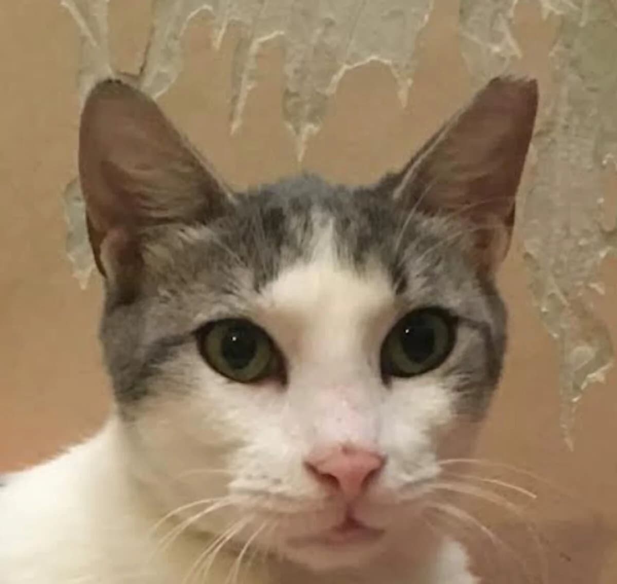 Earl Gray, male 4yo Mixed Breed for adoption at Mirtos Animal Project