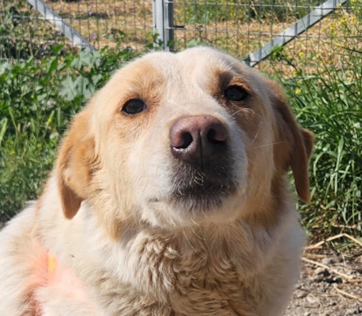 Edward, male young Mixed Breed for adoption at Mirtos Animal Project