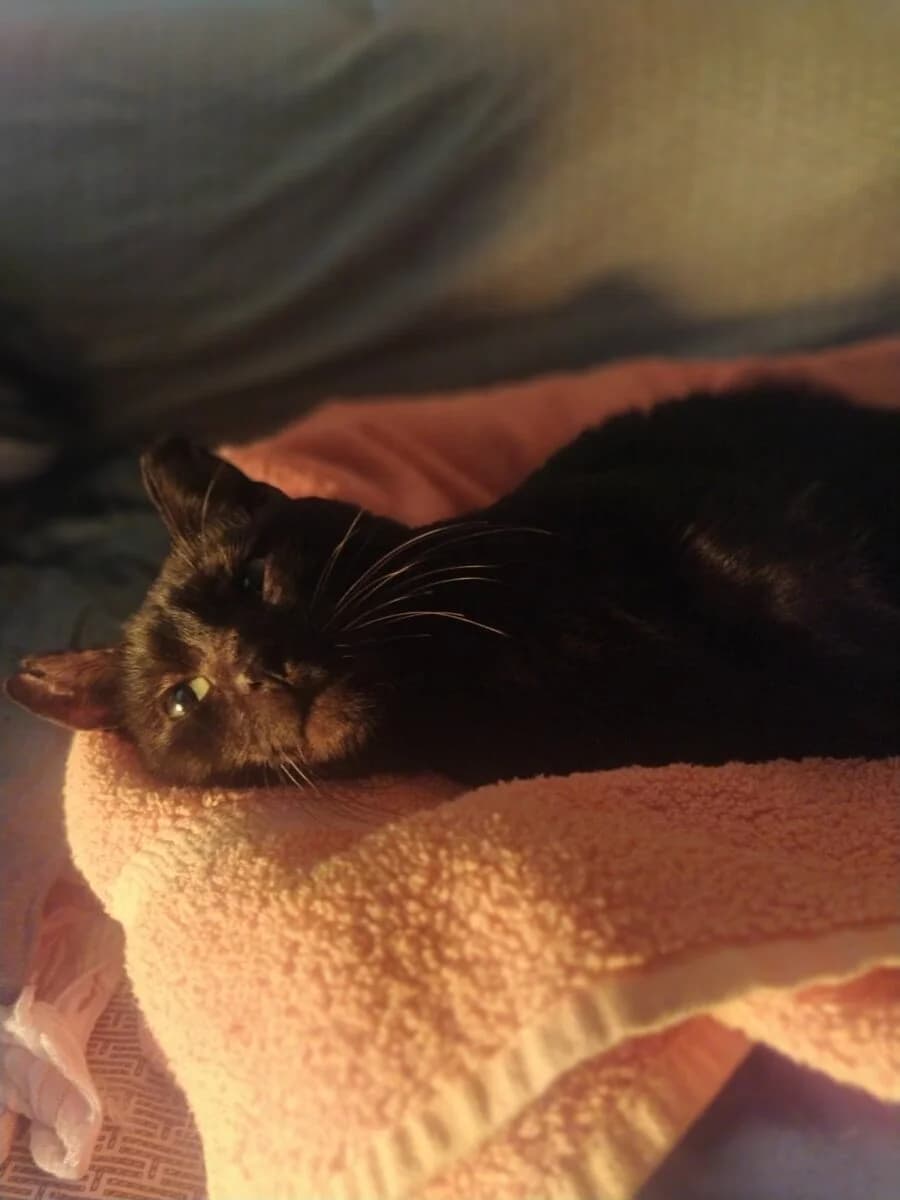 Emerald, male 7yo Mixed Breed for adoption at Mirtos Animal Project