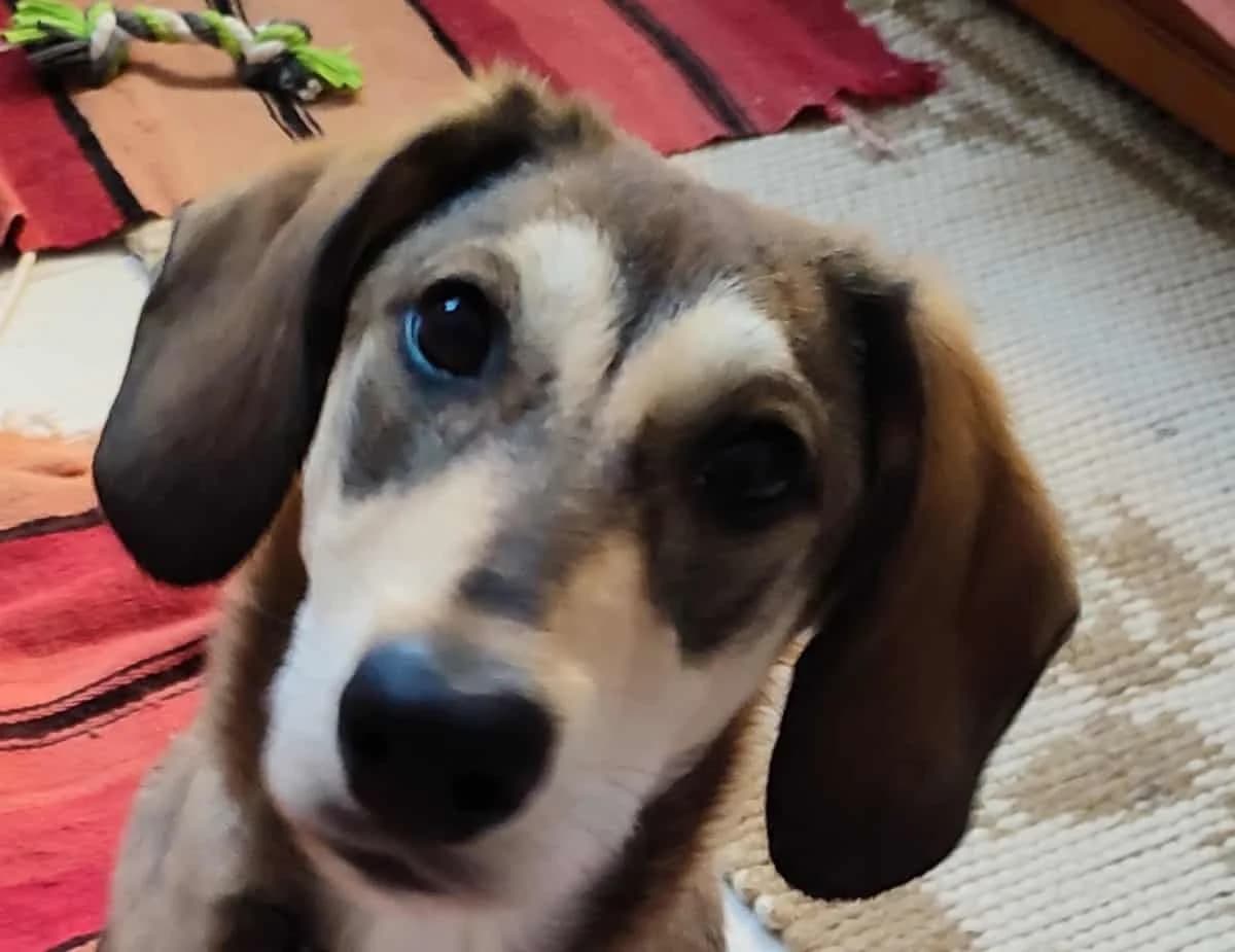 Fanouris, male 4yo Mixed Breed for adoption at Mirtos Animal Project
