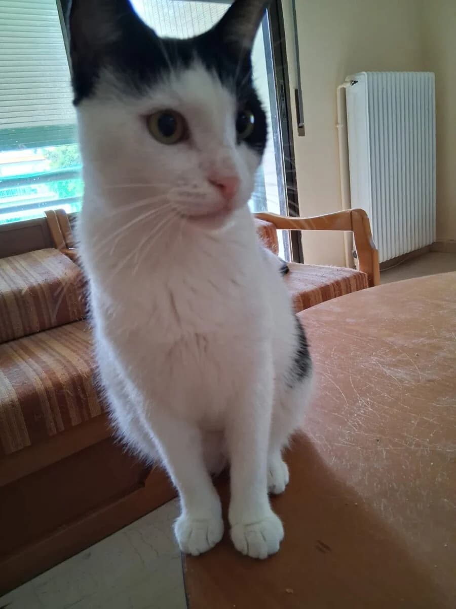 Fifi, female 3yo Mixed Breed for adoption at Mirtos Animal Project