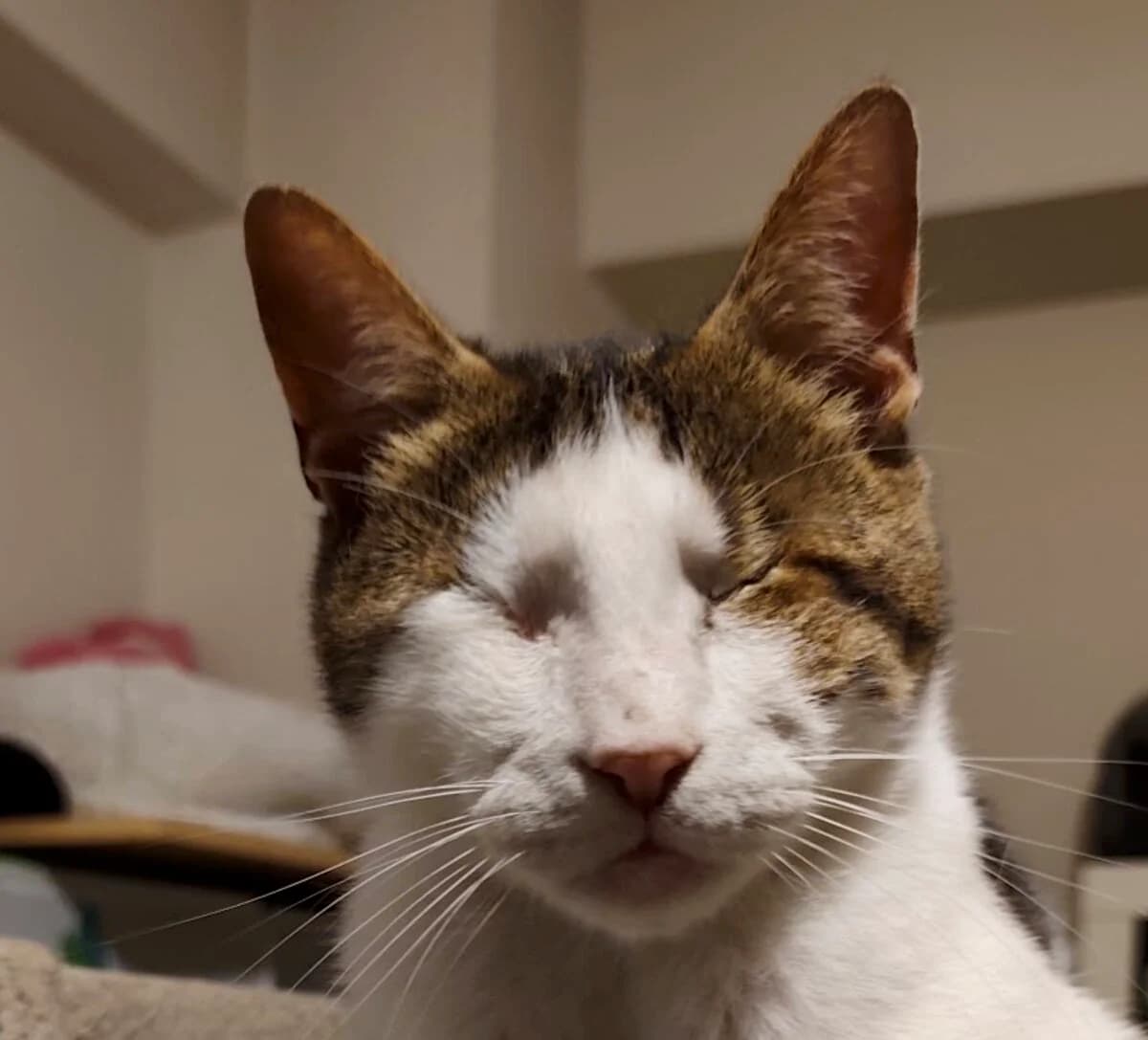 Fotoulis, male 5yo Mixed Breed for adoption at Mirtos Animal Project